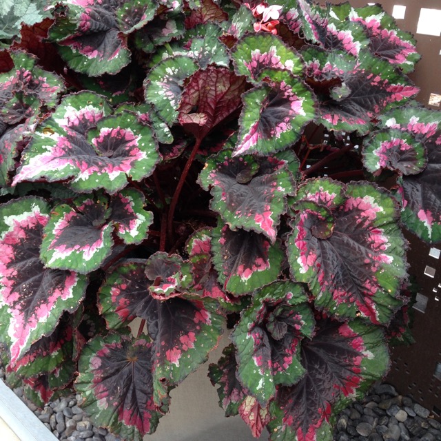 B. ‘Denver Lace’